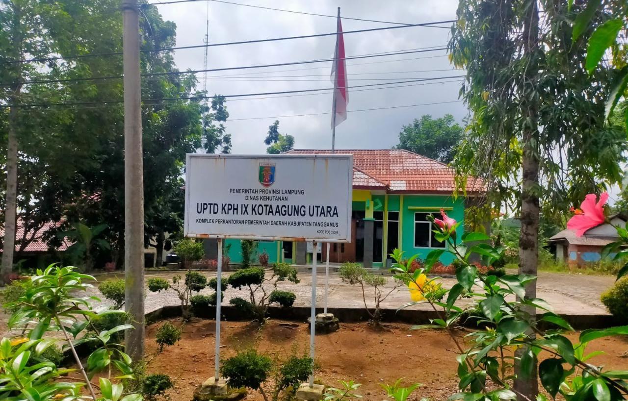 Ilegaloging, KPHL Kota Agung Utara Periksa 2 Orang Soal Penebangan Kayu Cempaka di Register 39