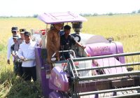 Panen Raya, Gubernur Banten Andra Soni Pastikan Harga Gabah Kering Panen Rp6.500/Kg