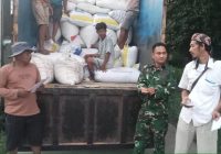 Hadir Di Tengah Petani, Babinsa Koramil 0602-18/Kragilan Kawal Penyerapan Gabah Sesuai Harga Pemerintah
