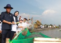 Panen Udang Vaname, Bupati Ratu Zakiyah Dorong Desa Domas jadi Kampung Nelayan Merah Putih